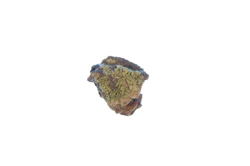 Cryptic Rosette Lichen